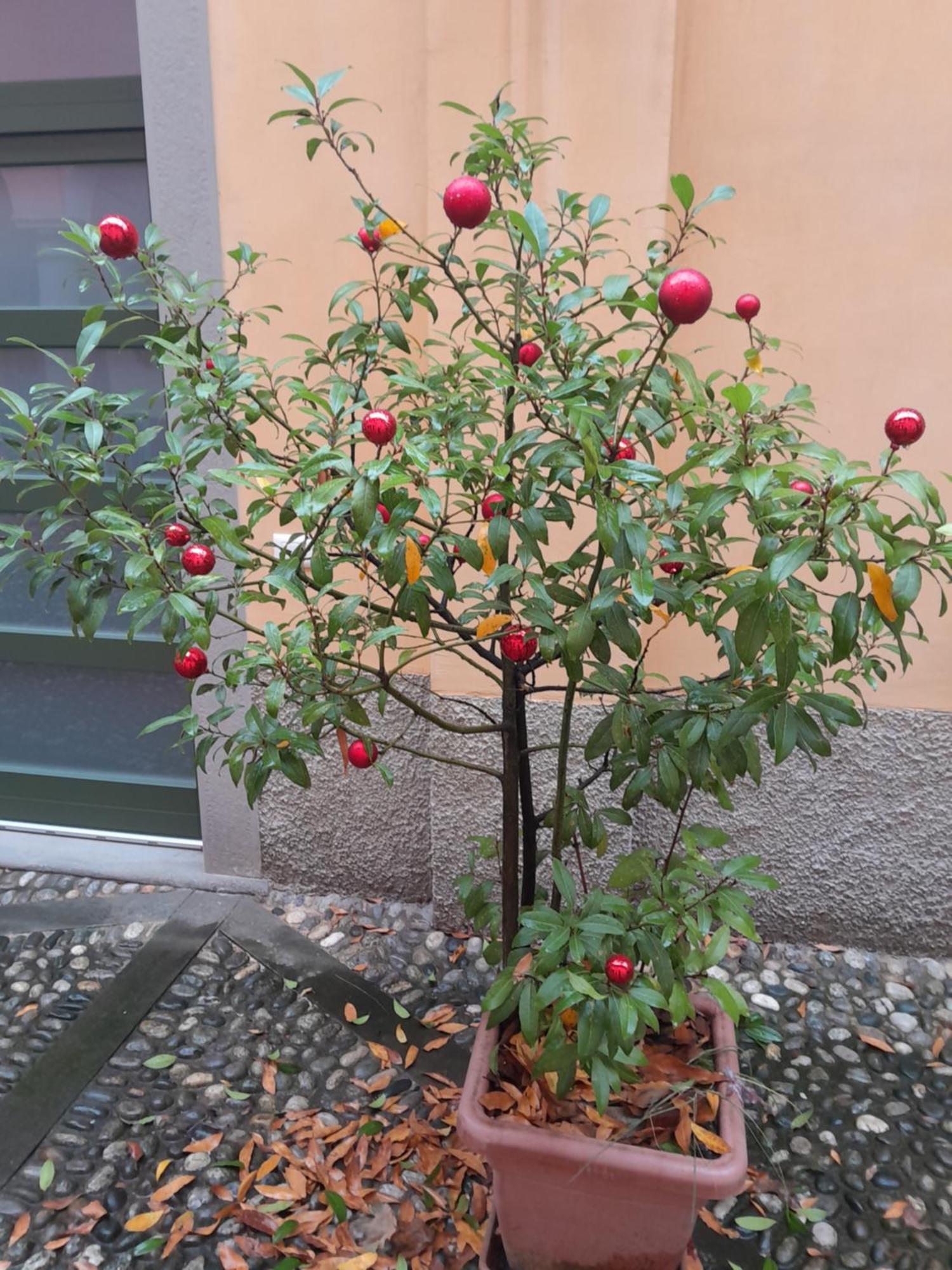 ברגמו La Corte Dei Cappuccini מראה חיצוני תמונה
